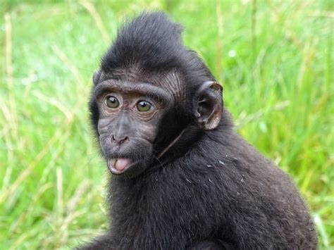 Baby Sulawesi crested black macaque | Baby gorillas, Gorillas in the ...