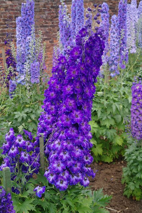 Hybrid Larkspur, Delphinium 'Ambrose Woods' (Delphinium x hybrida ...