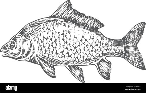 Common Carp Fish Diagram