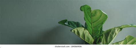 1,368,886 Plant Banners Images, Stock Photos & Vectors | Shutterstock