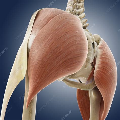 Buttock muscles, artwork - Stock Image C013/1444 - Science Photo Library