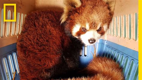 Watch the Bittersweet Rescue of Red Pandas from Wildlife Smugglers | National Geographic ctm ...