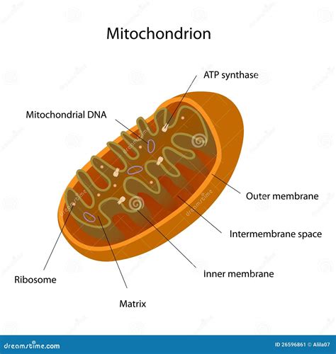 Mitochondrion Stock Image - Image: 26596861