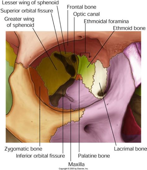 orbit anatomy - Google 검색 | Medical anatomy, Anatomy and physiology ...