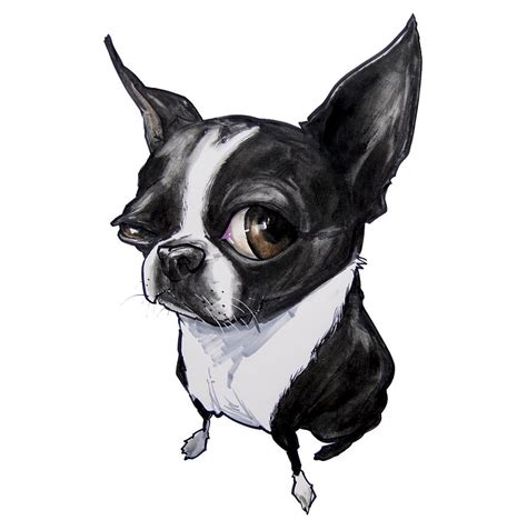 Boston Terrier Cartoon Drawing