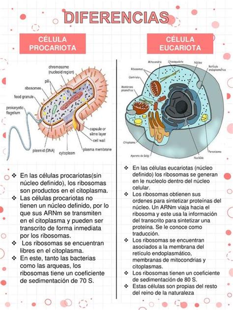 Diferencias célula procariota y eucariota | Vianney Romero | uDocz