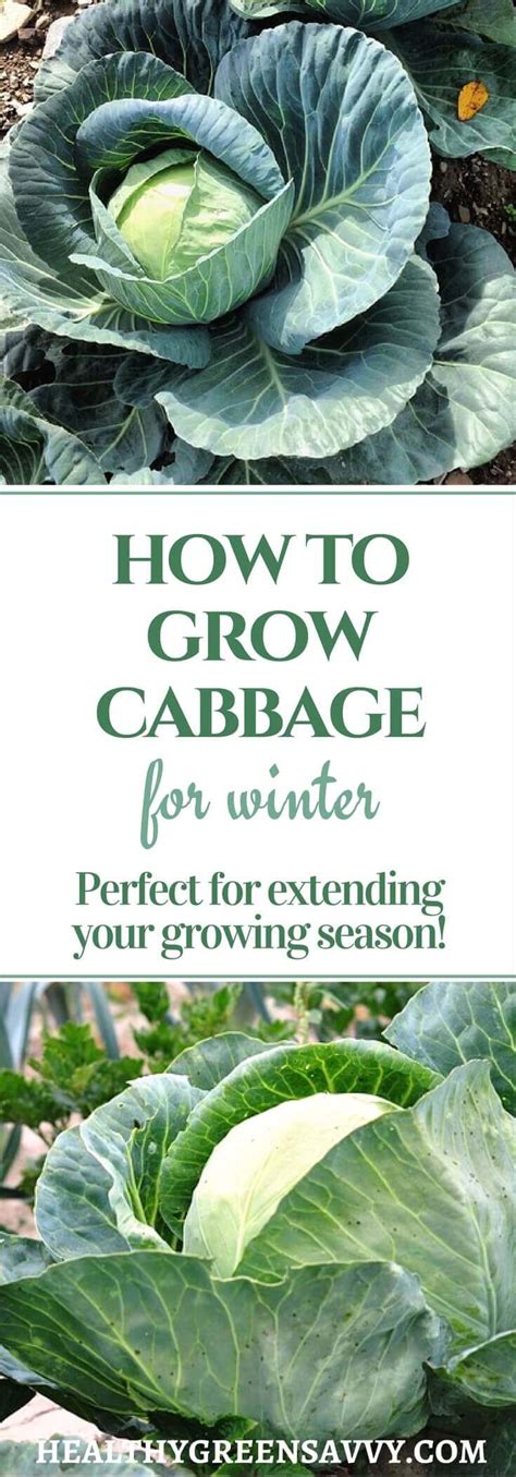 How to Grow Cabbage ~ A Hardy, Healthy Addition to Your Garden! | HealthyGreenSavvy