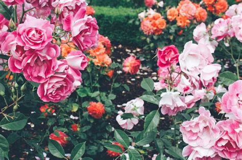 Rose Garden Events Portland Oregon | Fasci Garden