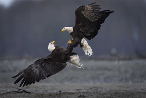 Bald Eagle: Our Nations Bird | manifold