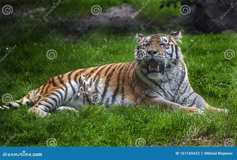 Siberian tiger female 2 stock image. Image of carnivore - 161169423