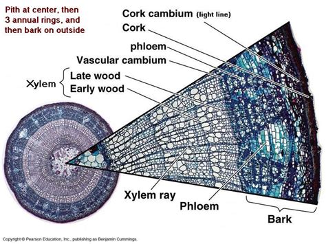 Wood Cross Section: Periderm (Cork & Cork Cambium), Phloem, Vascular Cambium, Primary Xylem ...