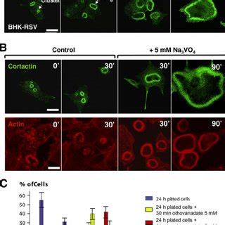 Extracellular matrix degradation takes place at the... | Download ...