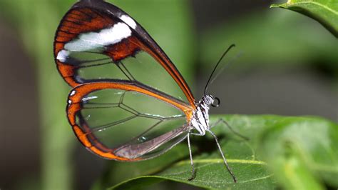 The Stunning Clarity of the Elusive Glasswing Butterfly