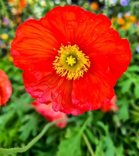 Red Poppy Flower Free Stock Photo - Public Domain Pictures