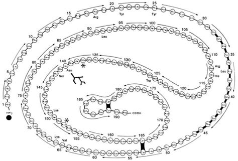 Primary structure of human growth hormone (GH) and its isoforms. The ...