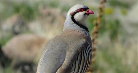 Chukar Partridge | The Animal Facts | Appearance, Diet, Habitat, Behavior