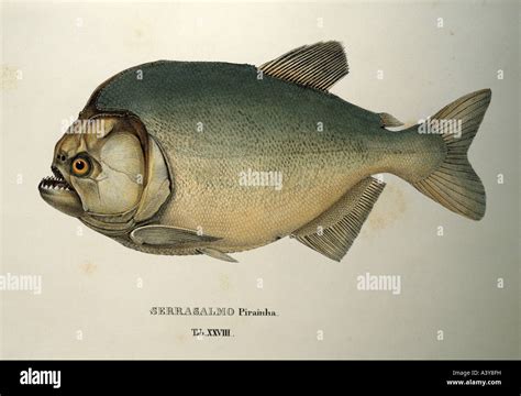 zoology / animal, fish, characidae, piranha, (piranha serrasalmo ...