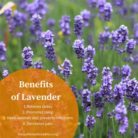 Benefits of Lavender Herb