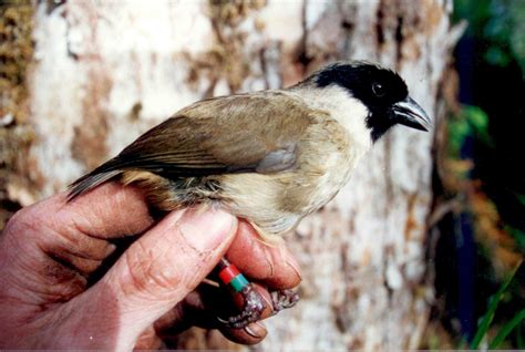 Birds of Hawaii: Extinct Honeycreepers – birdfinding.info