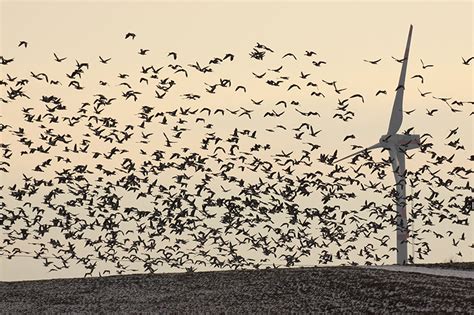 Wildlife and H-Type Turbines - Wind Harvest International