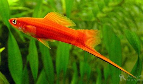 Swordtail Fish - Tropical Aquarium Fish Guide {Red/Pineapple Swordtail}