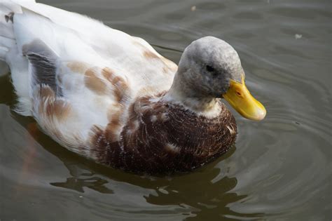 Duck Breeds: 14 Breeds YOU Could Own and Their Facts at a Glance