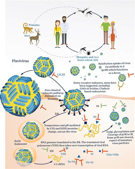 Flaviviridae life cycle [IMAGE] | EurekAlert! Science News Releases