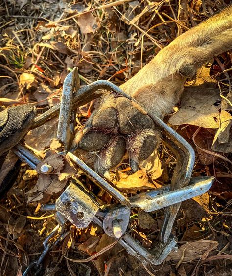 10 Coyote Trapping Mistakes Beginners Make - Realtree Camo