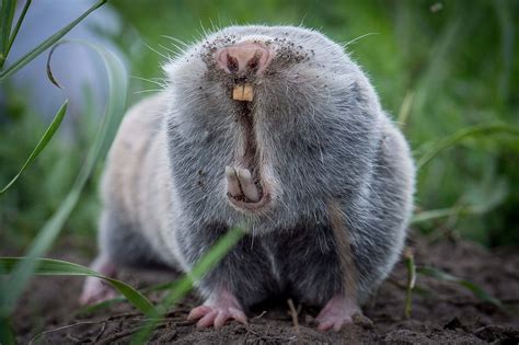 The week in wildlife – in pictures | Mole rat, Animals, Cat brain