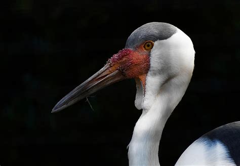 Wattled Crane Photograph by Fraida Gutovich - Fine Art America