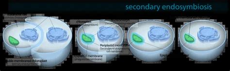 Plastids: Everything You Need to Know and More – Microscope Clarity