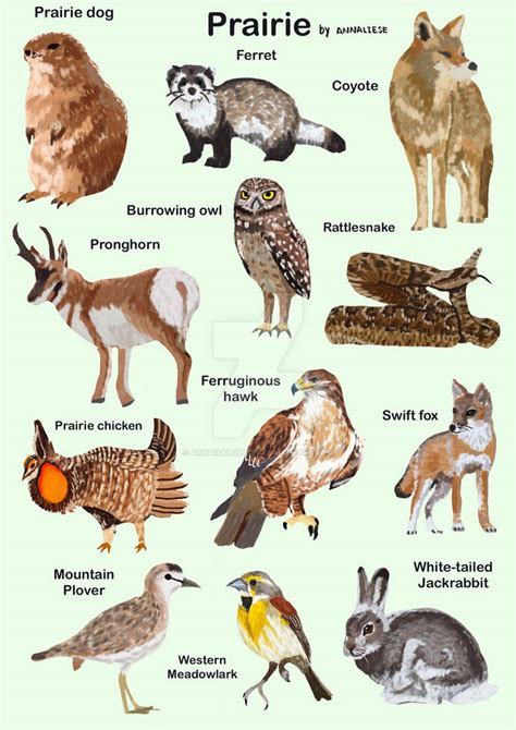 Prairie animals by annaisalobster on DeviantArt