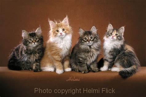 Norwegian Forest Cat Kittens For Sale | Norwegian forest cat breeders, Forest cat