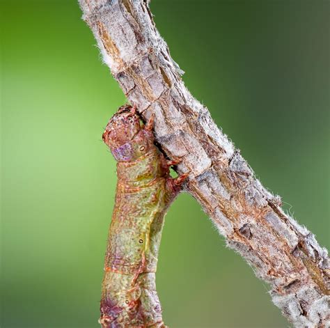 Geometrid Moth Caterpillar - Gottlieb Native Garden