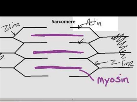 Labeled Sarcomere Diagram