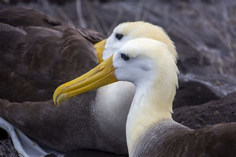 Thick ones, pointy ones – how albatross beaks evolved to match their prey - Australian Geographic