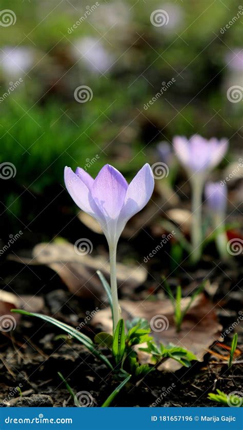 Purple Crocus Flower in the Garden Stock Photo - Image of crocus, hill ...