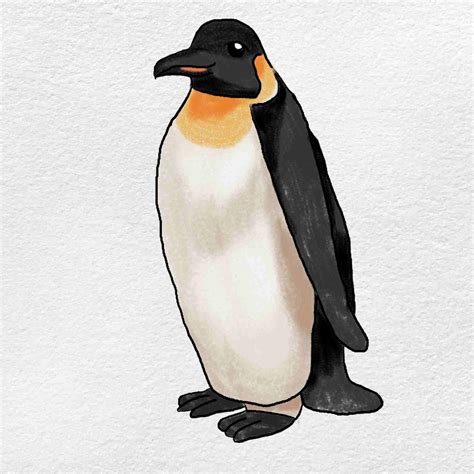 How To Draw An Emperor Penguin - Behalfessay9