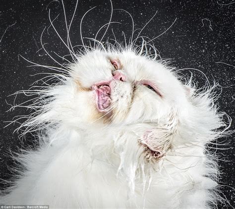 Pictures capture cats' funny facial expressions as they shake their ...