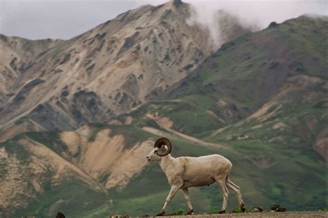 Alaska Wildlife: Animals at Denali National Park By Robert Gaucher. A ...