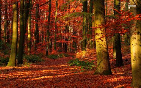 🔥 [45+] Autumn Forest Desktop Wallpapers | WallpaperSafari