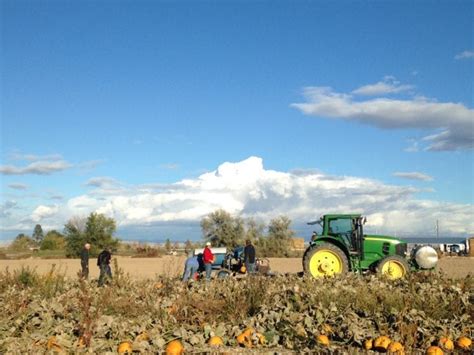 Guide to Growing Pumpkins from Seed to Harvest - Growing Magazine