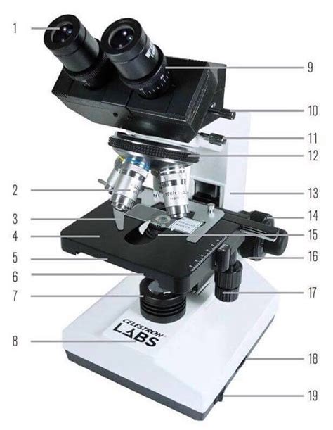 parts of a binocular microscope Diagram | Quizlet