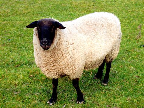 Black faced Sheep Photograph by Kenneth William Caleno - Fine Art America