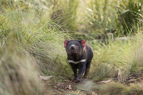 Tasmanian Devils Return to Mainland Australia for First Time in 3,000 ...