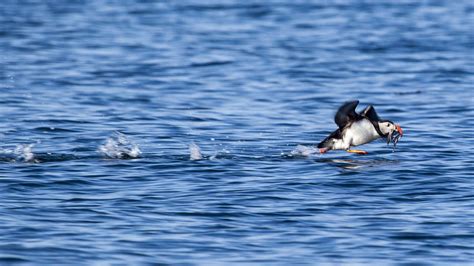 Puffin Watching from Reykjavik | Your Friend in Reykjavik