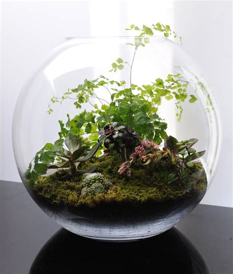 Terrariums... fish bowl gardening | Garden terrarium, Plants, Terrarium