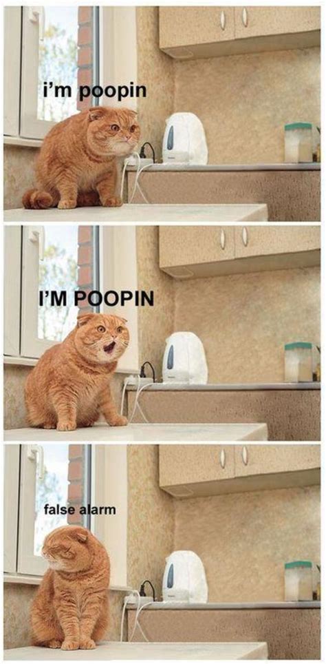 Life is a Joke | "I'm Poopin!" Cat | Know Your Meme