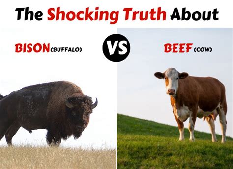 The-Shocking-Truth-About-Bison-(Buffalo)-vs-Beef-(Cow)-(1) | Dr. Sam ...