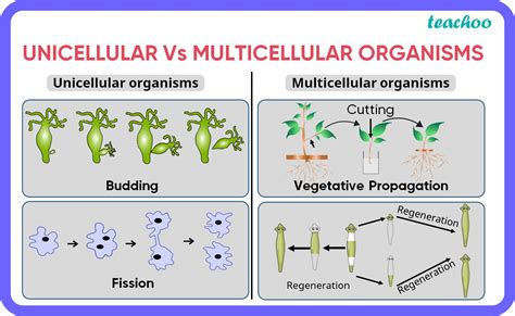 Multicellular Organisms